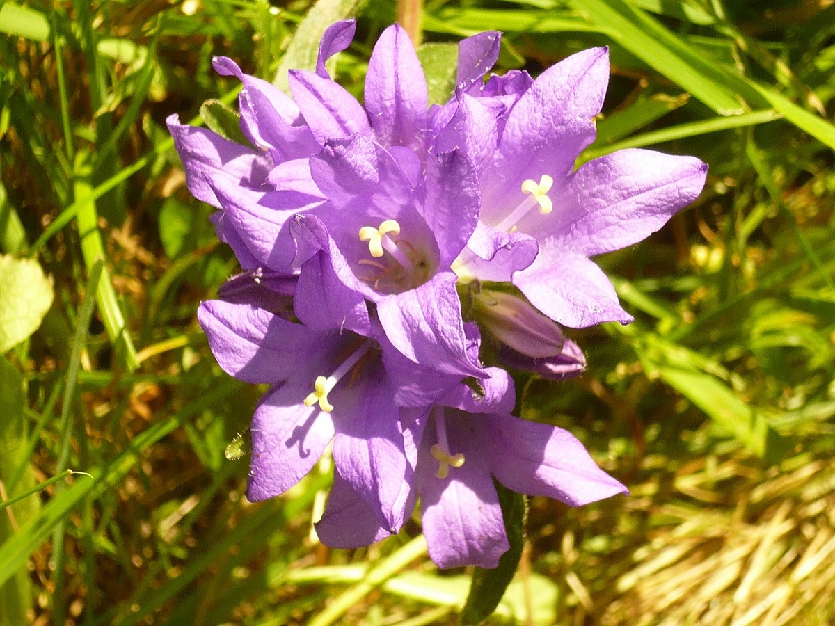 Campanula glomerata subsp. glomerata (Campanulaceae)